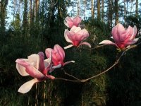 Магнолия; comments:10
