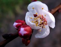 springtime; comments:9