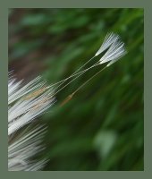 Устрем; Коментари:8