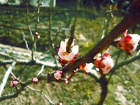 камикадZe; Коментари:18