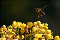 ..трудов полуден...; comments:7