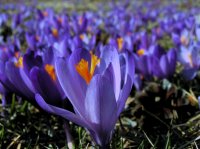 без име ( ID=567881 ); Коментари:21