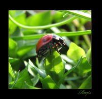 .. kalinka malinka...; Коментари:11