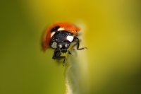 По-ръба; Коментари:31