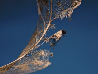 когато си отива зимата...; Коментари:25