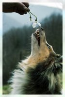 без име ( ID=566336 ); Коментари:7