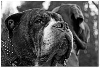 ARE YOU TALKING TO ME?!; Коментари:3