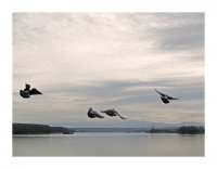 *; Коментари:23