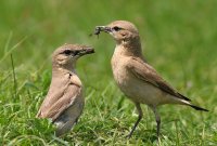 Ориенталско /изабелово/ каменарче; comments:37