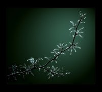 spring melancholy; comments:63