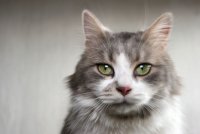 Пухла; Коментари:4