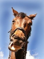 Нека ти попея...; Коментари:16