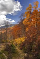 ЦвЕтОвЕ; comments:8