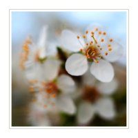 ...пролетно ухание...; Коментари:5