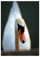 Swans portrait; comments:20