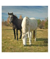 черно - бяло; comments:8