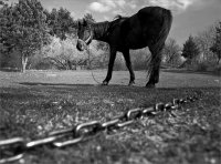 без име ( ID=568074 ); Коментари:2