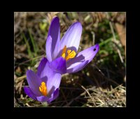 без име ( ID=559346 ); Коментари:32