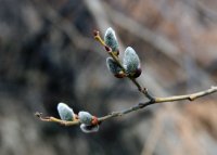 Пролетно тайнство; comments:30