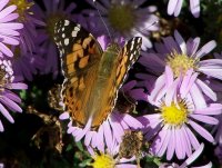 пеперуда; comments:12