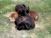 без име ( ID=559972 ); Коментари:7