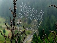 Мънисто; comments:8