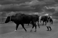 Забързани; Коментари:31