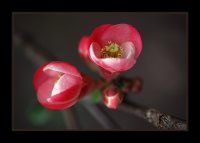 ХАЙКУ; comments:27