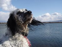  - Каза ли нещо?; comments:26