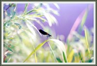 Vodno Kon4e; Коментари:12