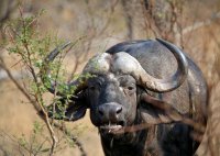 South African Bull; comments:18