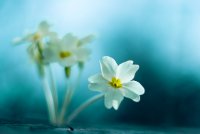 За теб...; comments:42