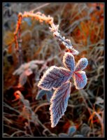 Утро; Коментари:21