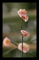 pink : singular; Коментари:14