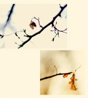 ..d..aM...pn..eE...s; comments:14