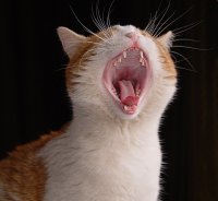 Диво животно; comments:28