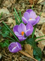 без име ( ID=557588 ); Коментари:11