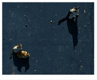 какво правят котките по време на пълнолуние; comments:8