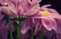 пролетно; comments:9