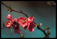 Японска дюля; Коментари:16