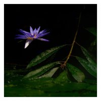 Стръкче нежност...; Коментари:63