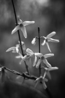 fleurs du printemps; comments:2