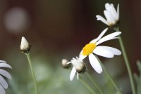 без име ( ID=566428 ); Коментари:9