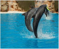 Dolphin show; comments:18