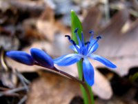 Синчец; Коментари:10