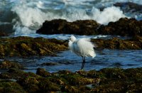 Ribolov na morskya bryag; Коментари:18