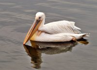 Миг кокетност; comments:17