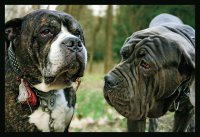 бау; Коментари:15