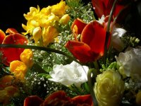 Пролетна симфония; comments:11