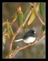 Cherook junco; comments:20